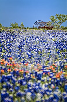 Antique farm equipment in a field of bluebonnets