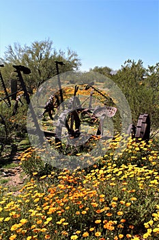 Antique Farm Equipment in a field of wild African Daisy, Osteospermum, Mesa, Arizona, Maricopa County