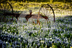 Antique Farm Implement in a Field of Bluebonnets photo