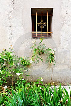 Antique french stone house window & white roses