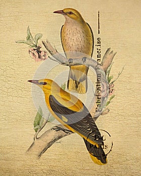 Antique Golden Oriole Bird Wall Art Illustration