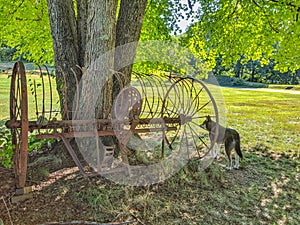 Antique Hay Rake in Front of Large Tree with Dog