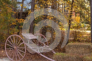 Antique Horse Cart in the woods