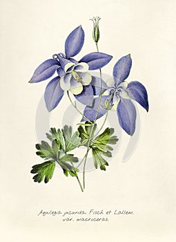 Antique illustration of Aquilegia jucunda fisch et lallem var macroceras