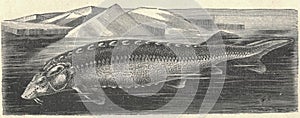 Antique illustration of the beluga sturgeon . Vintage illustration of the sturgeon. Antique picture of the beluga