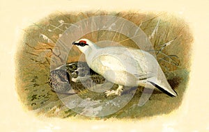 Antique Illustration of British Gamebird