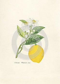 Antique illustration of citrus medica va photo