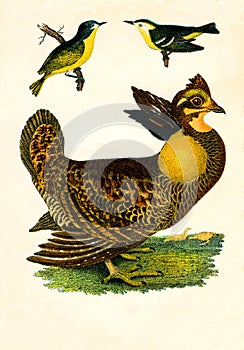 Antique Illustration of Colourful Birds of America