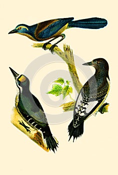 Antique Illustration of Colourful Birds of America