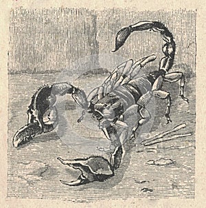 Antique illustration of the European scorpion. Vintage illustration of the European scorpion. Antique picture of the