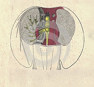 Antique illustration of the front part electric ray. Vintage illustration of the front part numbfish. Antique picture of