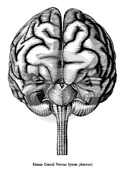 Antique illustration of human brain engraving style isolated on white background