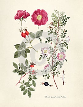 Antique illustration of Rosa Pimpinellifolia