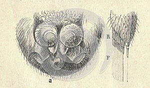 Antique illustration of the spider spinneret glands . Vintage illustration of the diadem spider and its spinneret glands