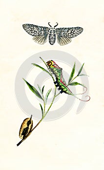 Antique Illustration of Striking Moth