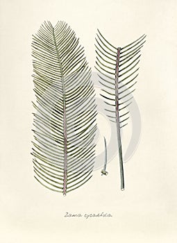 Antique illustration of Zamia Cycadifolia photo