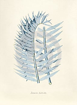 Antique illustration of Zamia Horrida photo