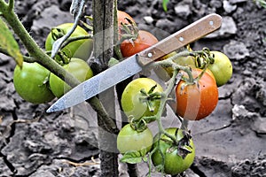 Antique knife kitchen cutlery red green tomatoes fresh organic natural product longevity gourmet diet