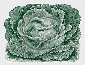 Large flat head cabbage variety
