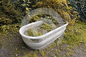 Antique marble bathtub overrun by plants