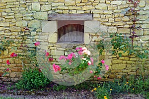 Antique medieval yellow stone house & roses