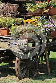 Antique ornate wood cart full of blooming flowers in spring