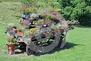 Antique ornate wood cart full of blooming flowers in summer