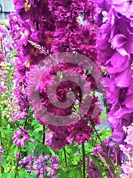 Antique pink and flowers, nature and enchanting pattern