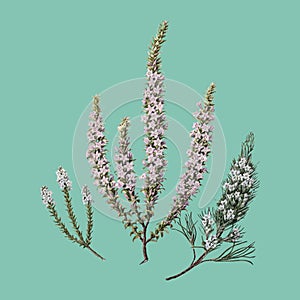 Antique plant Epacris 2species drawn by Sarah Featon 1848 - 1927.