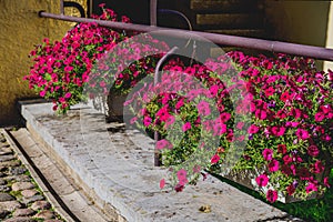 Antique railings are decorated with hillocks with beautiful pink flowers
