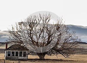 Antique ranch house next to an old tree.