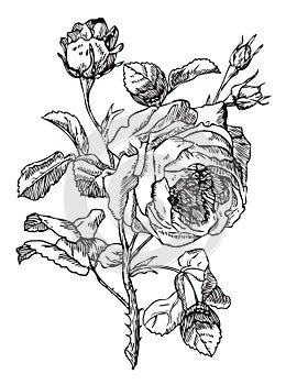 Antique rose