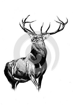 Antique stag art drawing handmade nature