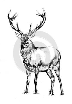 Antique stag art drawing handmade nature