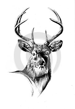 Antique stag art drawing handmade nature