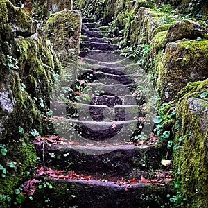 Old stone stairs forest moss
