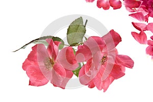 Antique Tea Roses isolated on white