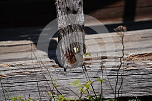 Antique things in an old house