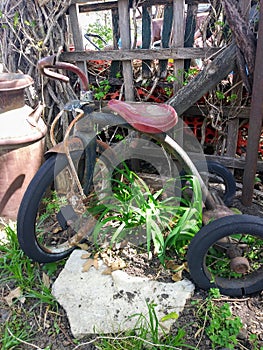 Antique Tricycle in Yard