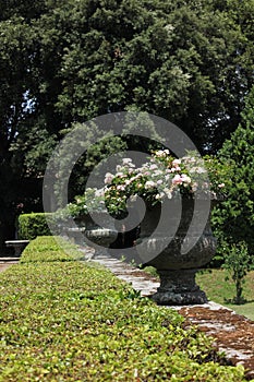 Antique urn vases in a garden