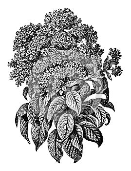 Vintage Antique Line Art Illustration, Drawing or Engraving of Blooming Heliotropium Plant of Flower photo
