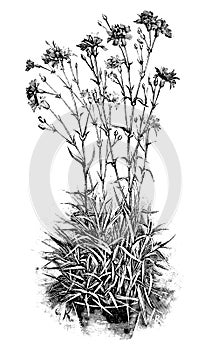 Vintage Antique Line Art Illustration, Drawing or Engraving of Clump of Blooming Carnation Plant of Flower in Pot photo