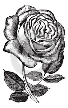 Antique vintage rose illustration vector clipart
