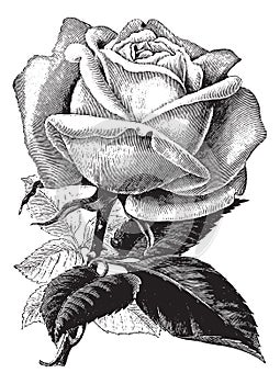 Antique vintage rose illustration vector clipart