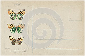 Antique vintage style botanical butterfly postcard