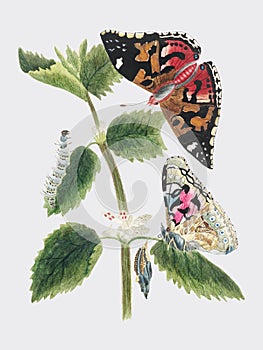 Antique watercolor illustration of nettle butterfly in various life stages published in 1824 by M.P. Digitally enhanced by rawpixe