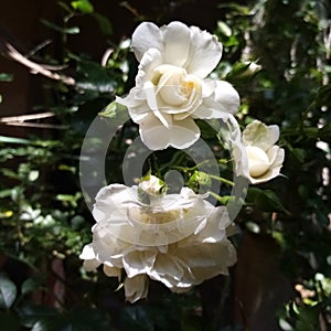 Antique white alba roses growing in a rose garden