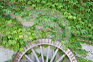 Antique wood cart wheel with green leaves