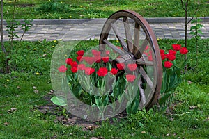 An antique wooden wheel surrounded by blooming red tulips in a spring park.