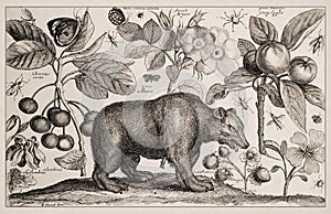 Antique Zoological and botanical Ilustration. Beare, Flowers and Fruits photo